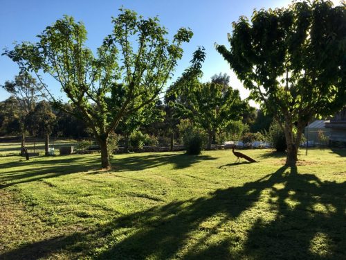 Springwood, Gordon