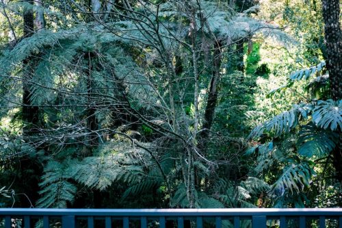 Belgrave, Dandenong Ranges