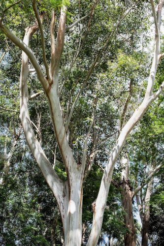 Verdure-Cottage-Thirroul-16.jpeg