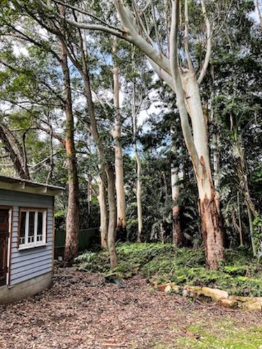 Verdure-Cottage-Thirroul-Garden_2284.jpeg