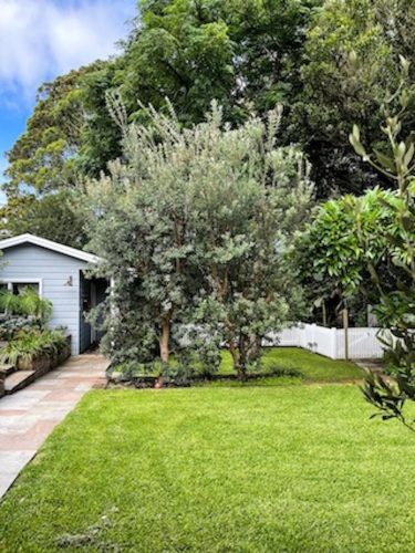 Verdure-Cottage-Thirroul-Garden_2292.jpeg