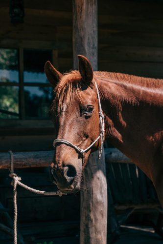 Wild-flower-farm-Thirlmere-horse.jpg