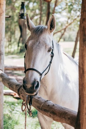 Wild-flower-farm-Thirlmere-horse-white.jpg