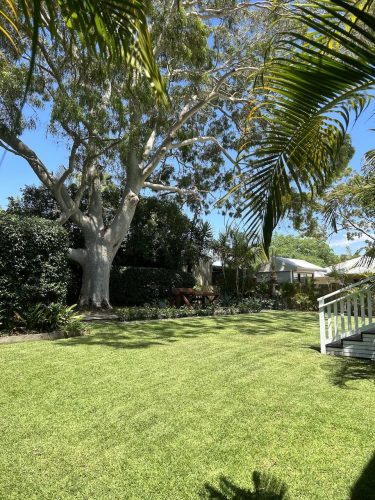 backyard