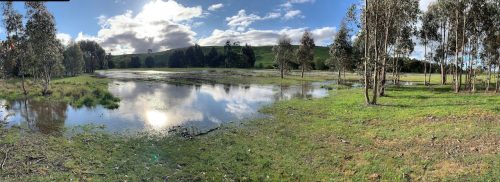 Olea Estate, Lauriston