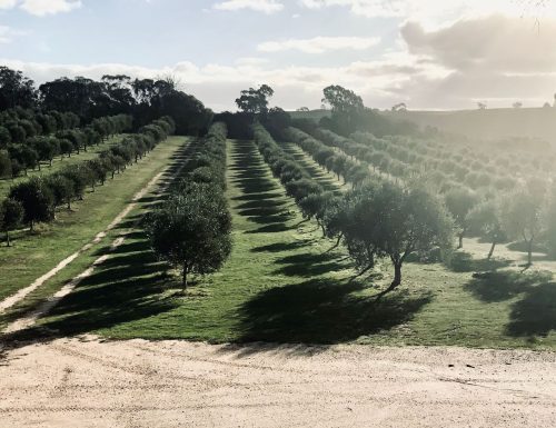 Olea Estate, Lauriston