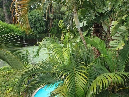 backyard pool