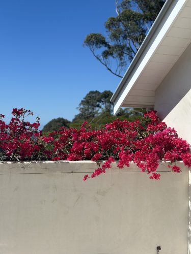 THE VIEW - BALCONY BOURGONVILLIA