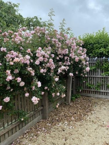 The Blushing Rose, Lexton 23