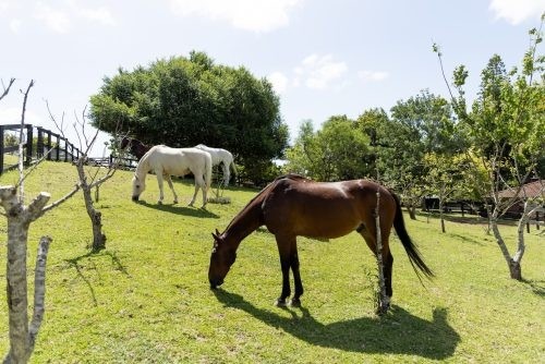 Paradise Ranch, Terry Hills 38