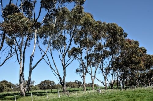 Abbotsford, Winchelsea 28