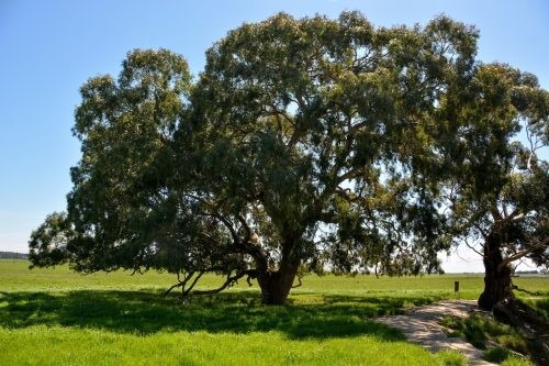 Abbotsford, Winchelsea 32
