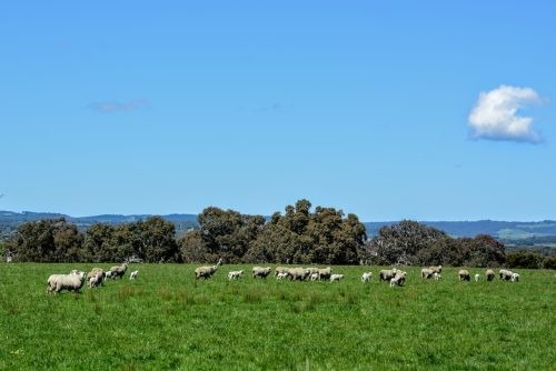 Abbotsford, Winchelsea 34