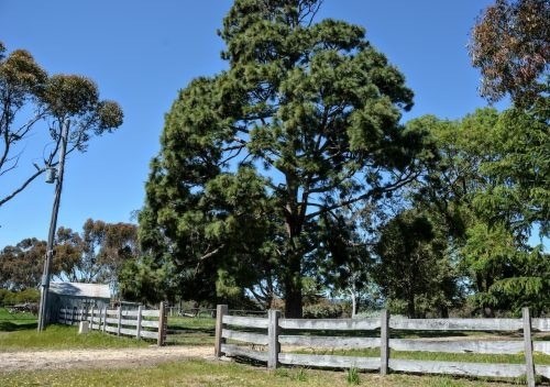 Abbotsford, Winchelsea 35