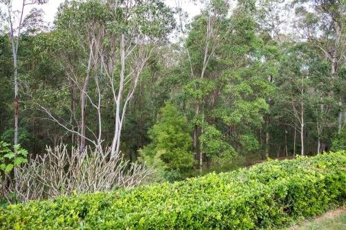 Citrus Grove, Kenmore Hills 14