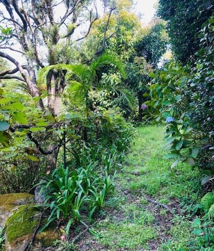 backyard garden established