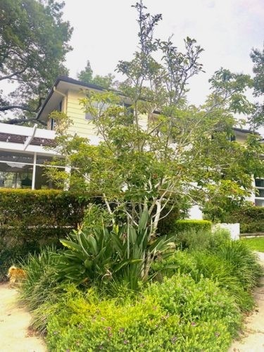 garden established