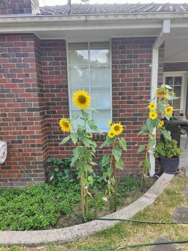 Violet Meadow, Lower Plenty 36