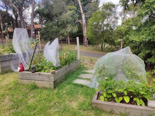 Violet Meadow, Lower Plenty 37
