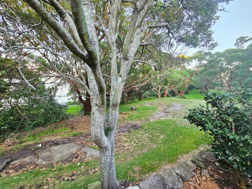 garden established pool