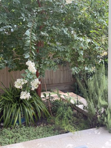 HARLEYS CLOVELLY29 GARDEN