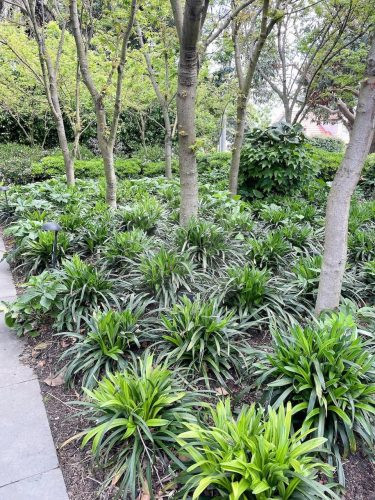 Peppercorn, Surrey Hills - 20