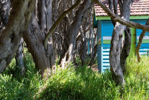 Beachside Dreams, Rye63