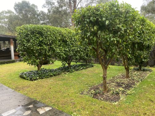 garden established