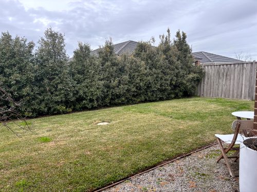 garden established pool backyard