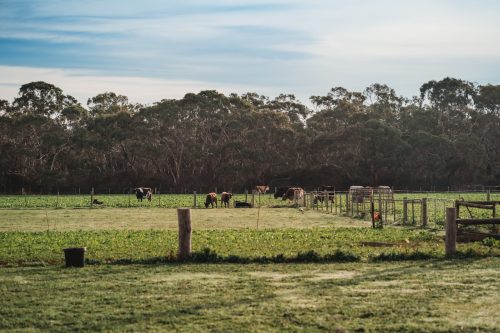 Sunflower Cottages, Freshwater Creek 8