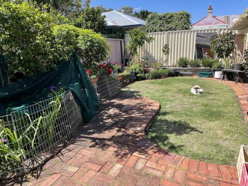 backyard