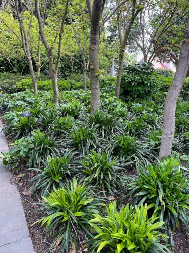 Peppercorn, Surrey Hills_6