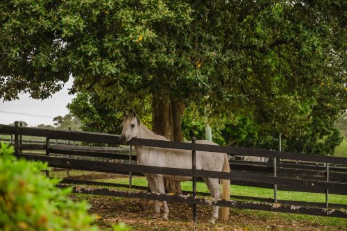 Saddlery Estate, Dural_26