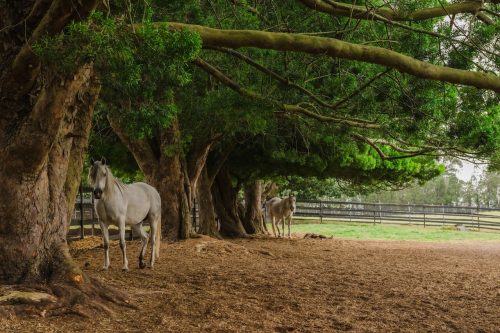 Saddlery Estate, Dural_30