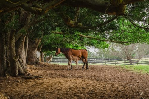 Saddlery Estate, Dural_32