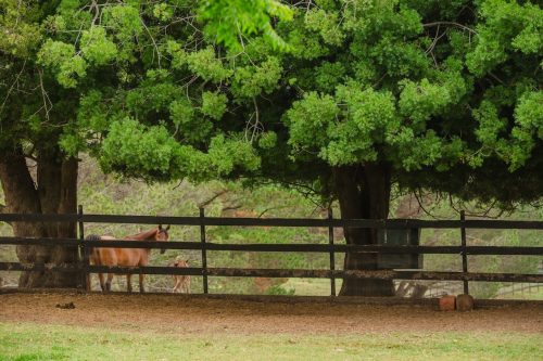 Saddlery Estate, Dural_64