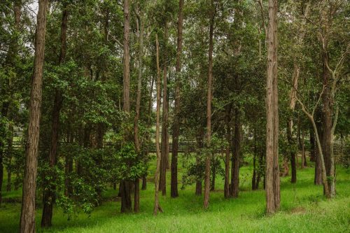 Saddlery Estate, Dural_82