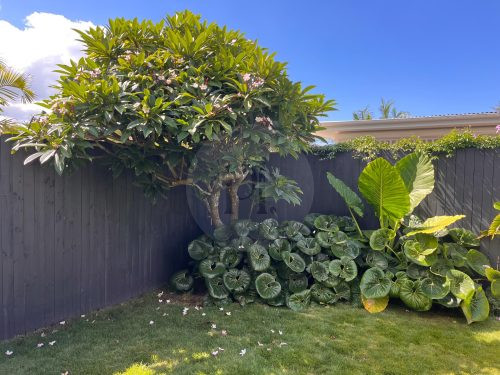 Arrosa, Caringbah-36