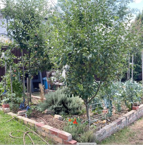 backyard garden established