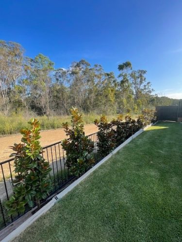 Backyard3