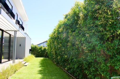 backyard garden established