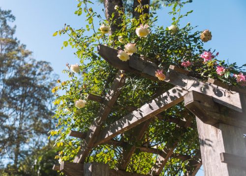 Ananda, Currumbin Valley_23