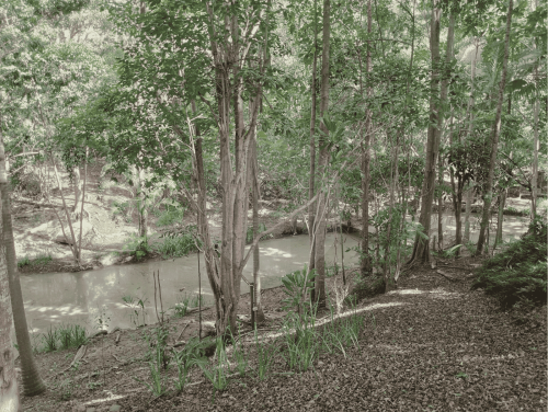 Riverbend, Bunya-50
