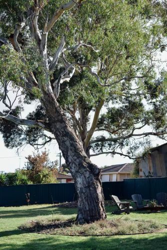 Beeblossom, Kyneton_41