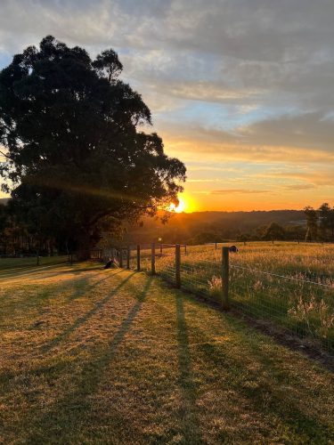 Flaxflower, Wandin North_6