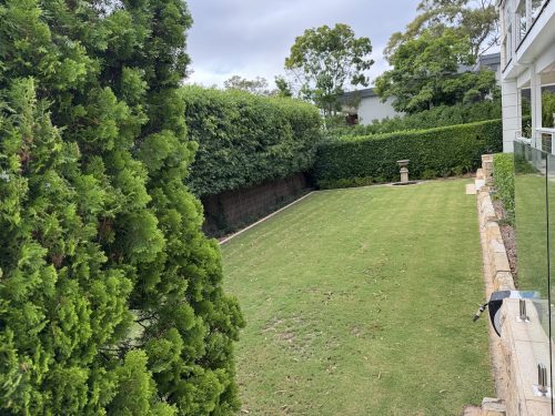 backyard garden established
