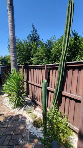 outdoor area backyard garden established pool
