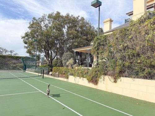 Queens Gambit, Randwick 62