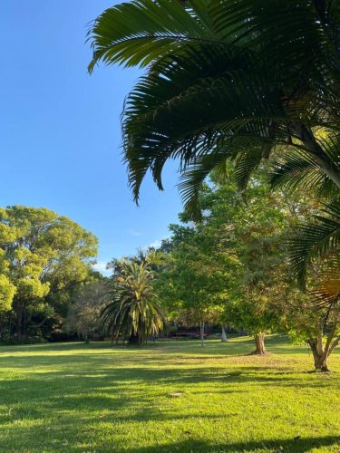 backyard