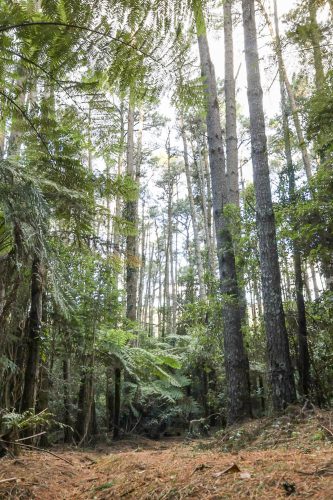Rainforest Cabin, Robertson